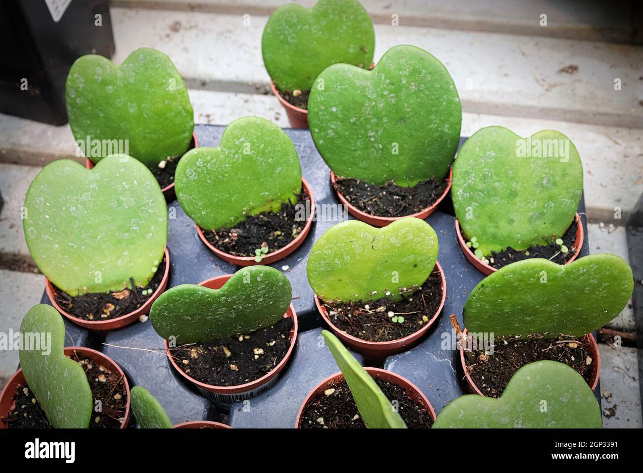 Rows of heart hoya plants in tiny pots Stock Photo Alamy
