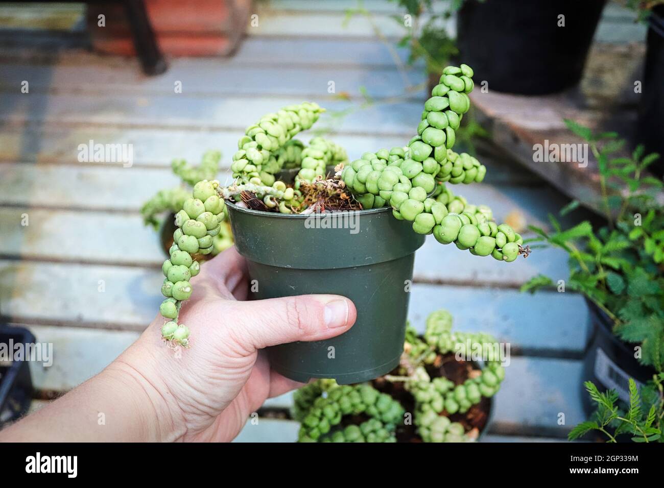 A hand holding a dragon jade plant in a pot Stock Photo - Alamy