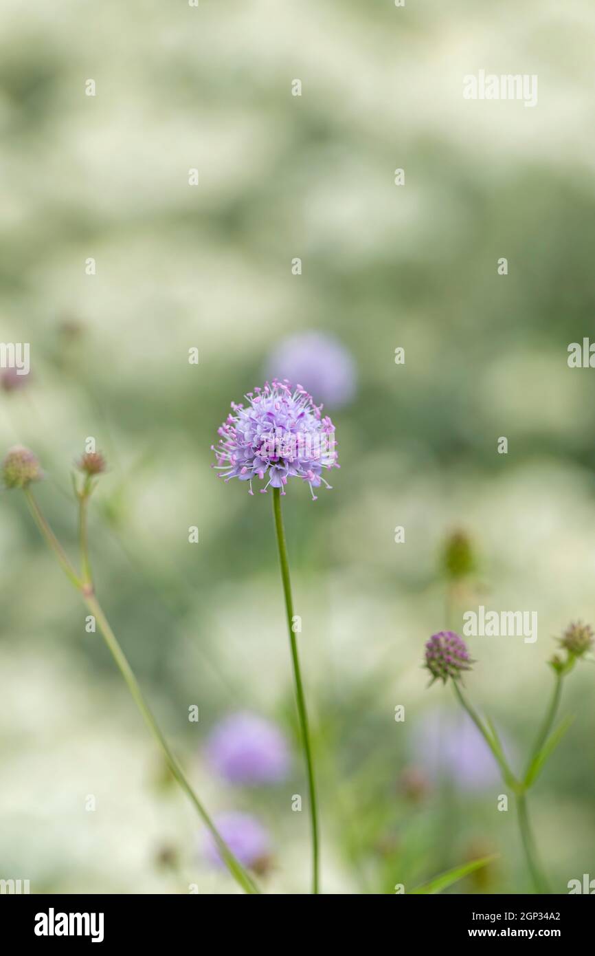 Close up of wildflower Scabious flowering on Morgans Hill a Site of Special Scientific Interest (SSSI), Wiltshire, England, UK Stock Photo