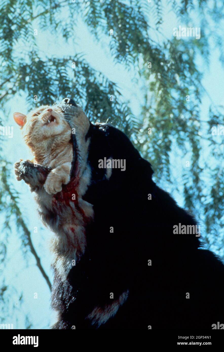 MAN'S BEST FRIEND, dog eating cat, 1993. © New Line Cinema / courtesy