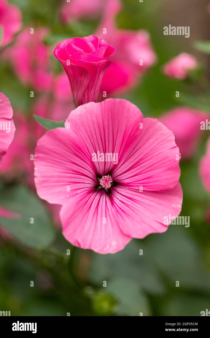 Close up of a beautiful deep pink Lavatera / Mallow flowering during the summer in a UK garden, England, UK Stock Photo