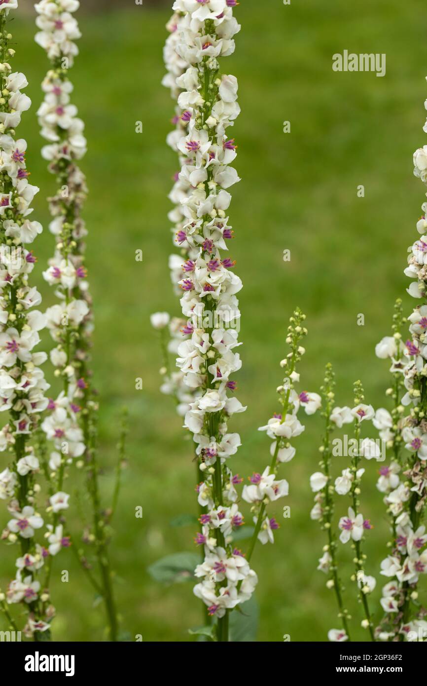 Tall flower spikes of Verbascum chaixii Album flowering during summer in a UK garden, England Stock Photo