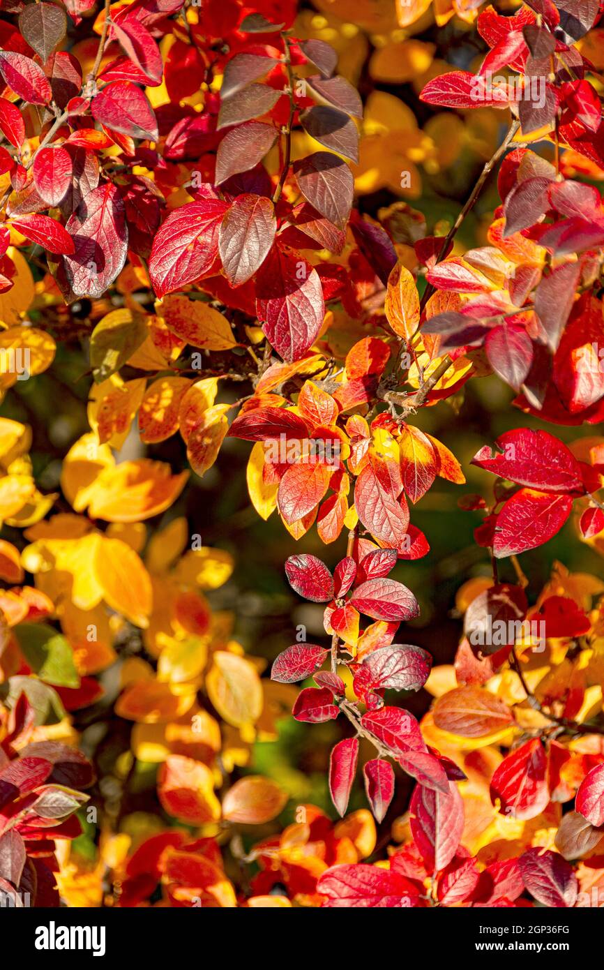 Autumn background with red leaves of brilliant cotoneaster. Stock Photo