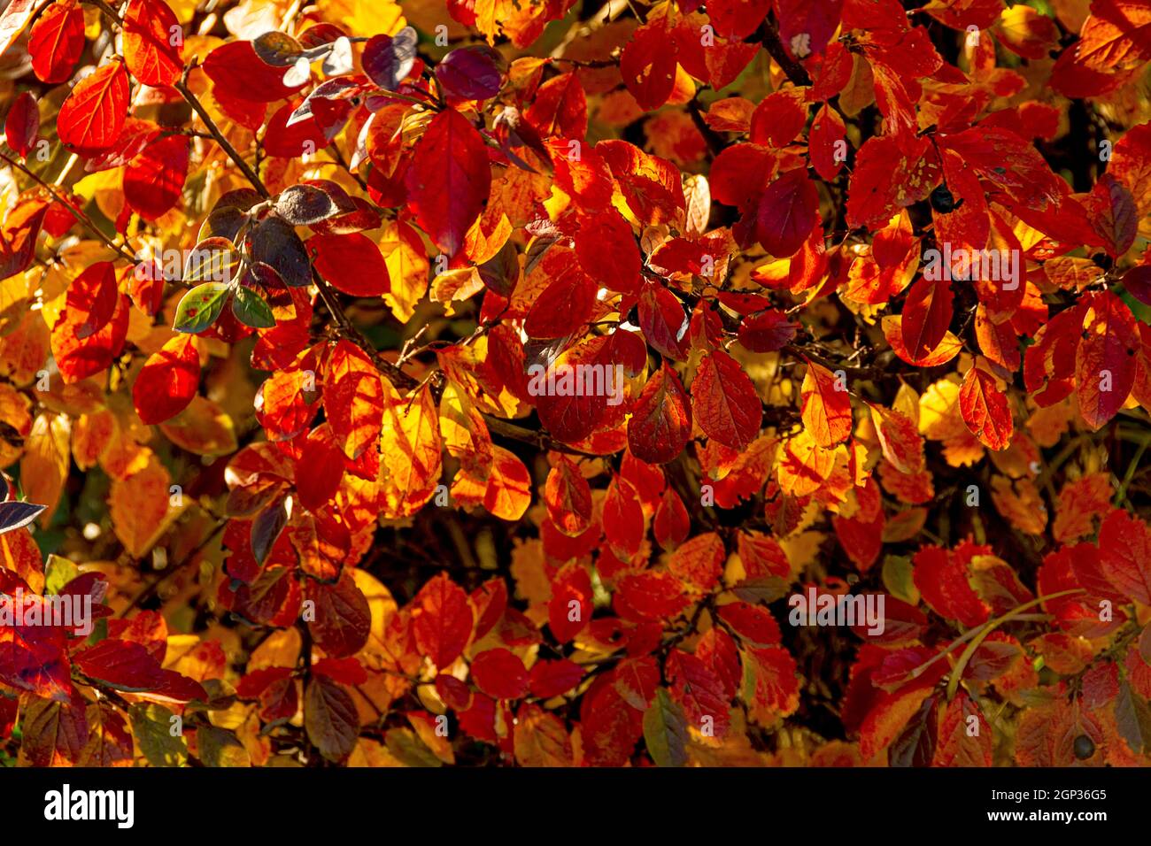 Autumn background with red leaves of brilliant cotoneaster. Stock Photo