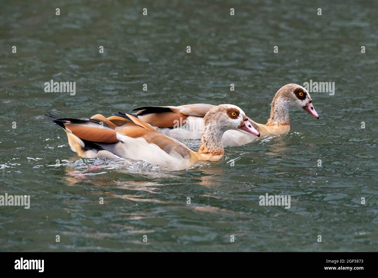 Egyptian Goose, Alapochen Aegyptica, on the Regents Canal in Camden Town, London, England. Stock Photo