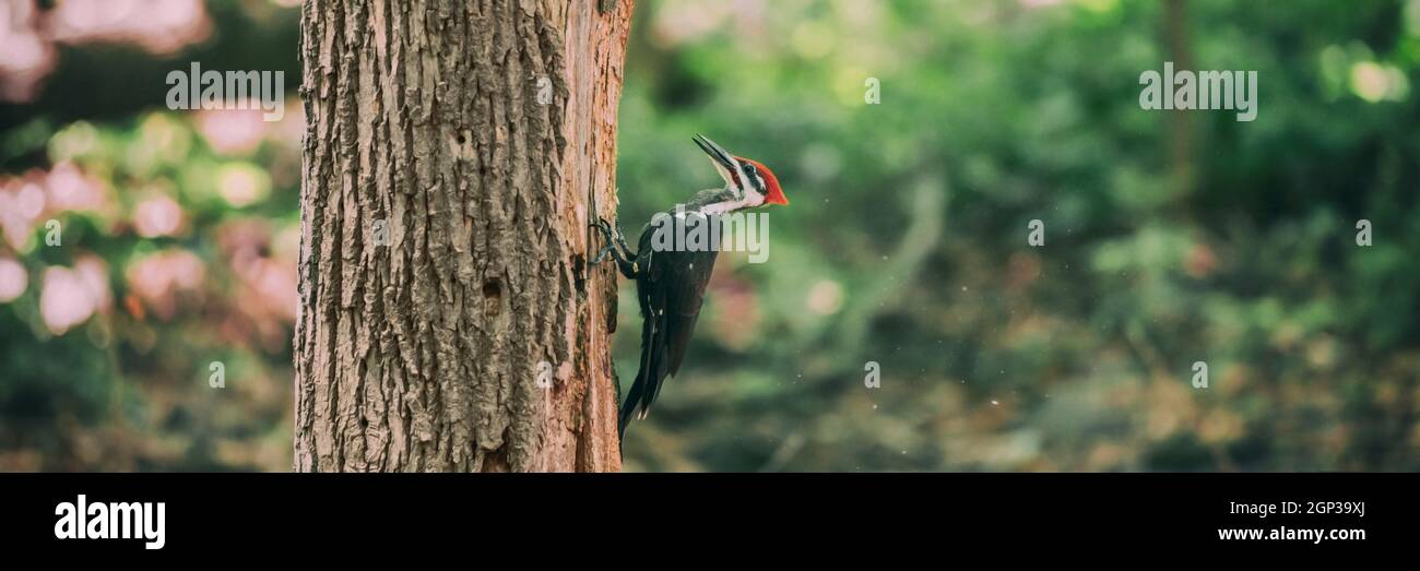 Pileated Woodpecker whacking dead tree trunk searching for bugs eating
