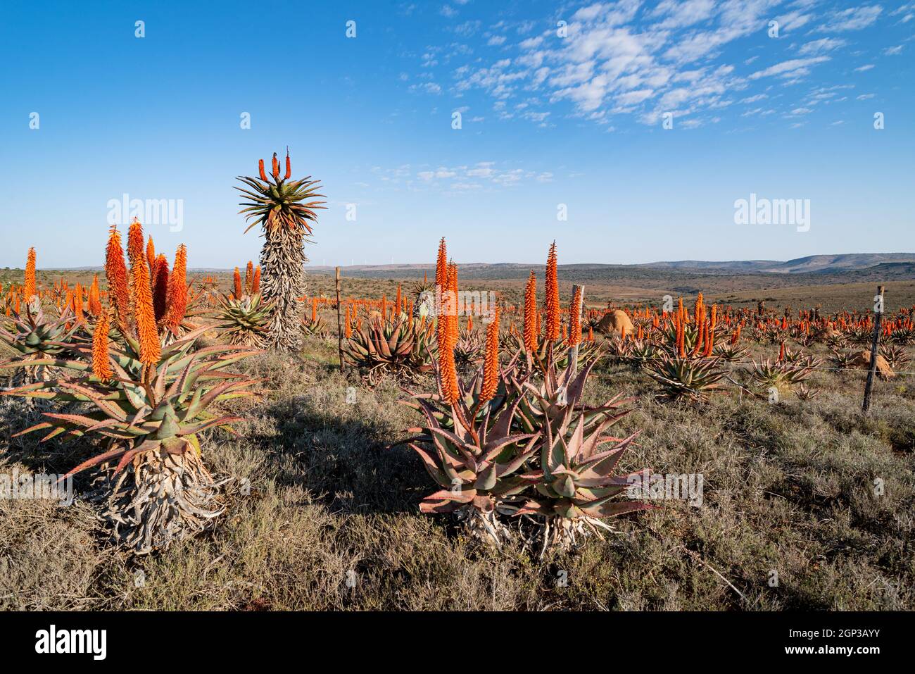 Aloe ferox flowering near Grahamstown/Makhanda, Eastern Cape Province, South Africa, 13 June 2021. Stock Photo