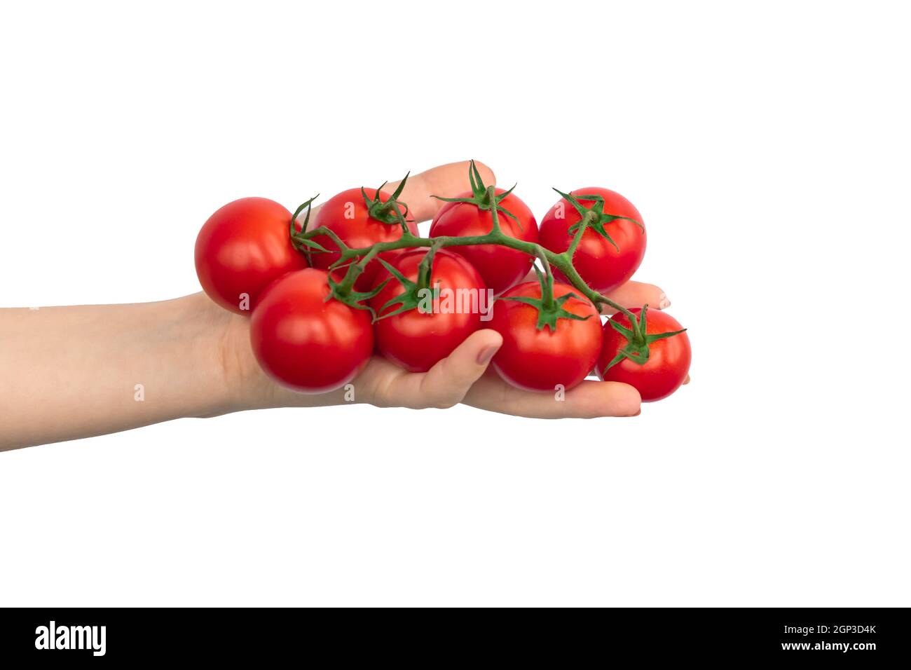 Hand with branch of cherry tomatoes isolated on a white background ...