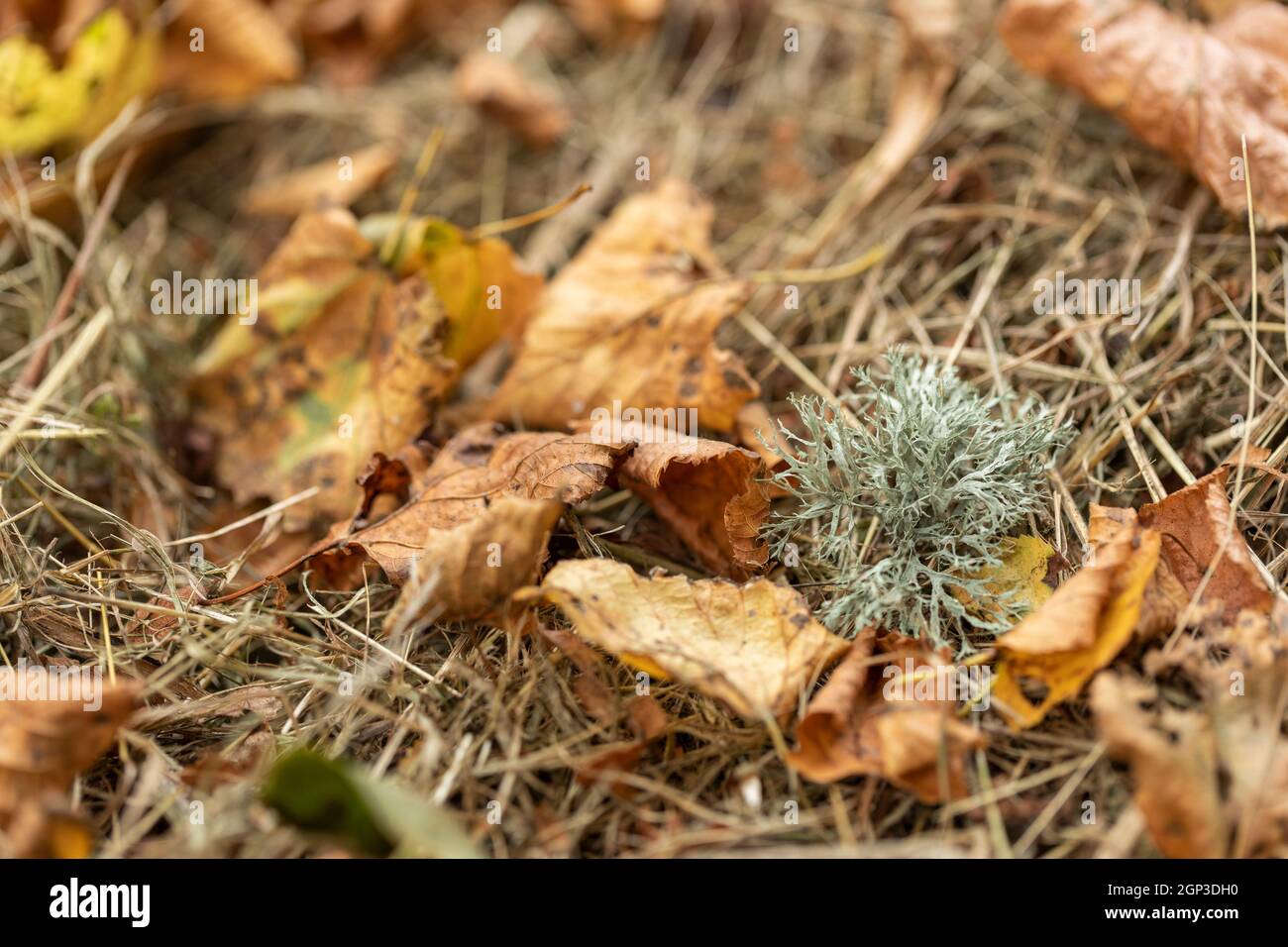Small ball of green / grey lichen found amongst dried grass and leaves on the forest floor, in September, Wiltshire, England, UK Stock Photo