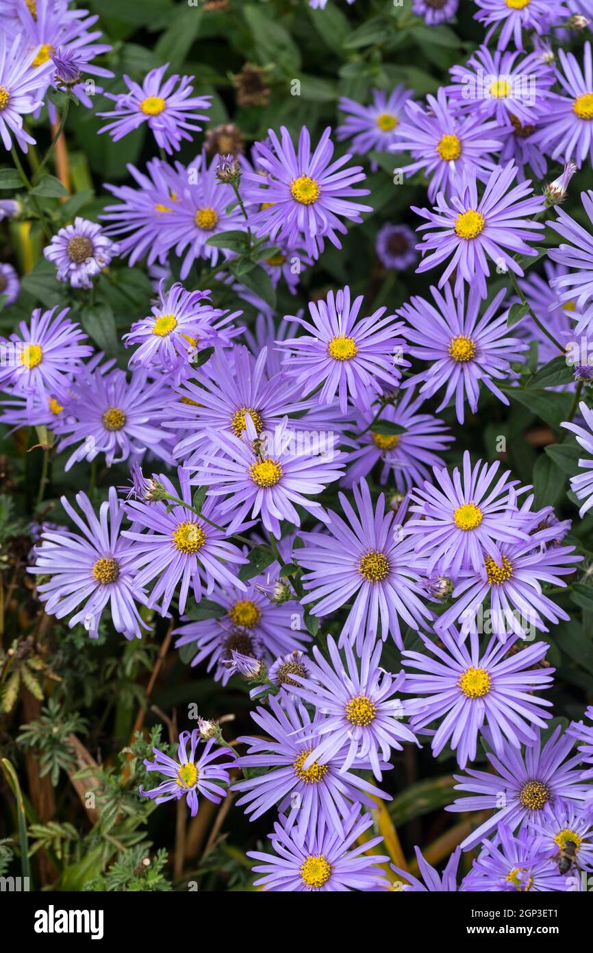 Close up of blue Michaelmas daisies flowering during September in an English garden, England, UK Stock Photo