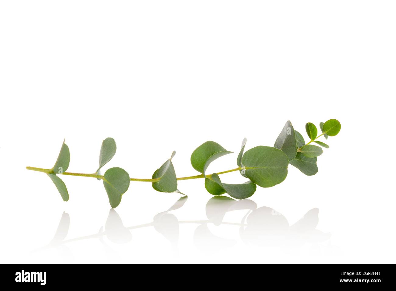 Fresh eucalyptus leaves isolated on white background. Stock Photo