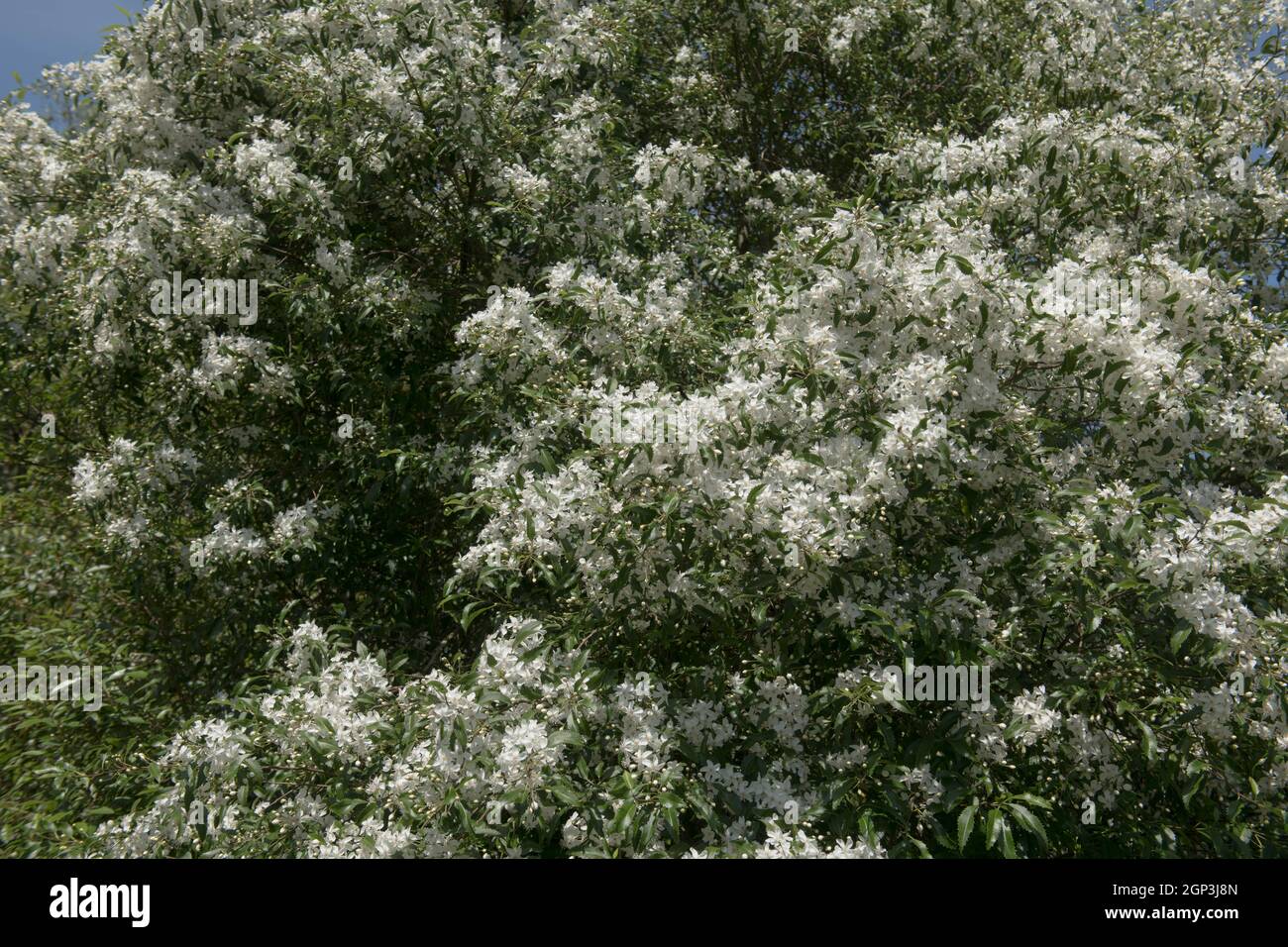 Summer Flowering White Flowers on an Evergreen Long Leaved Lacebark or Ribbonwood Tree (Hoheria sexstylosa) with a Bright Blue Sky Background Stock Photo