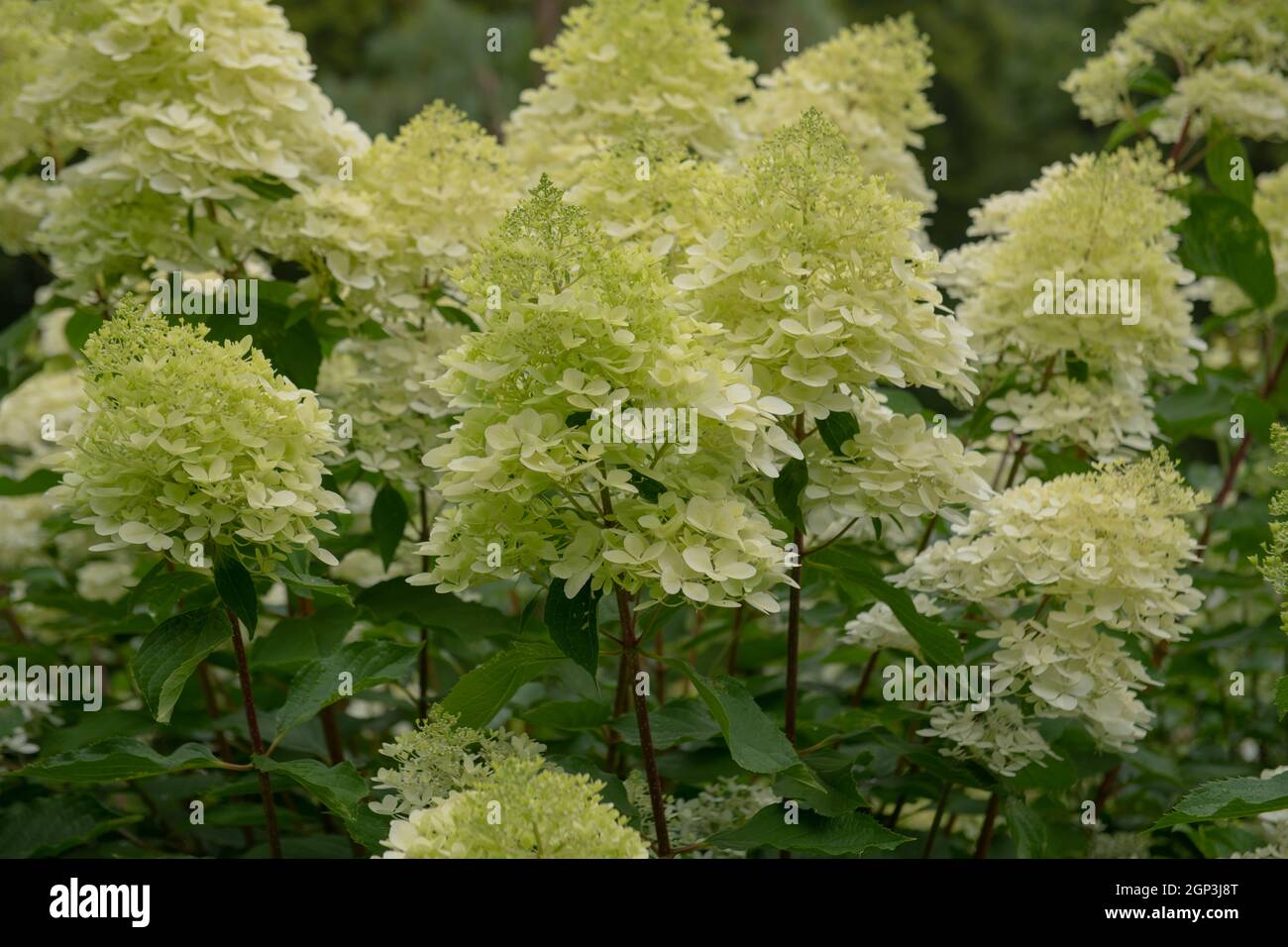 Summer Flowering Creamy White Flower Heads on a Paniculate Hydrangea  Shrub (Hydrangea paniculata 'White Moth') Growing in a Herbaceous Border Stock Photo