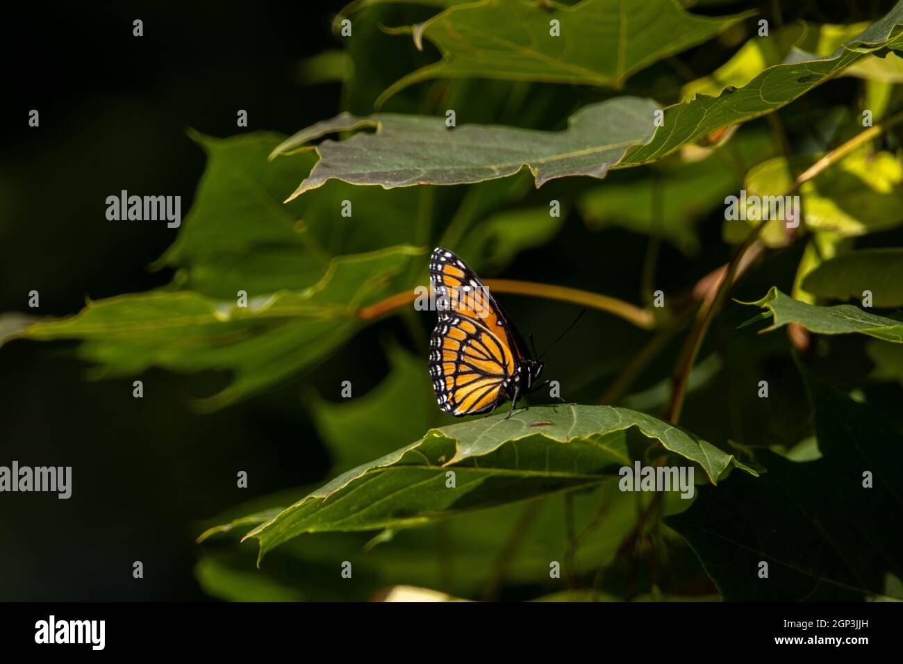 Caterpillar viceroy butterfly hires stock photography and images Alamy