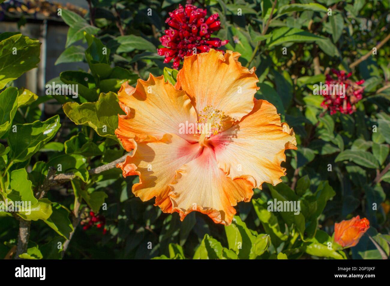 Hibiscus (Hibiscus) - also marshmallow in German - is a genus of plants in the subfamily Malvoideae within the Malvaceae family. Stock Photo