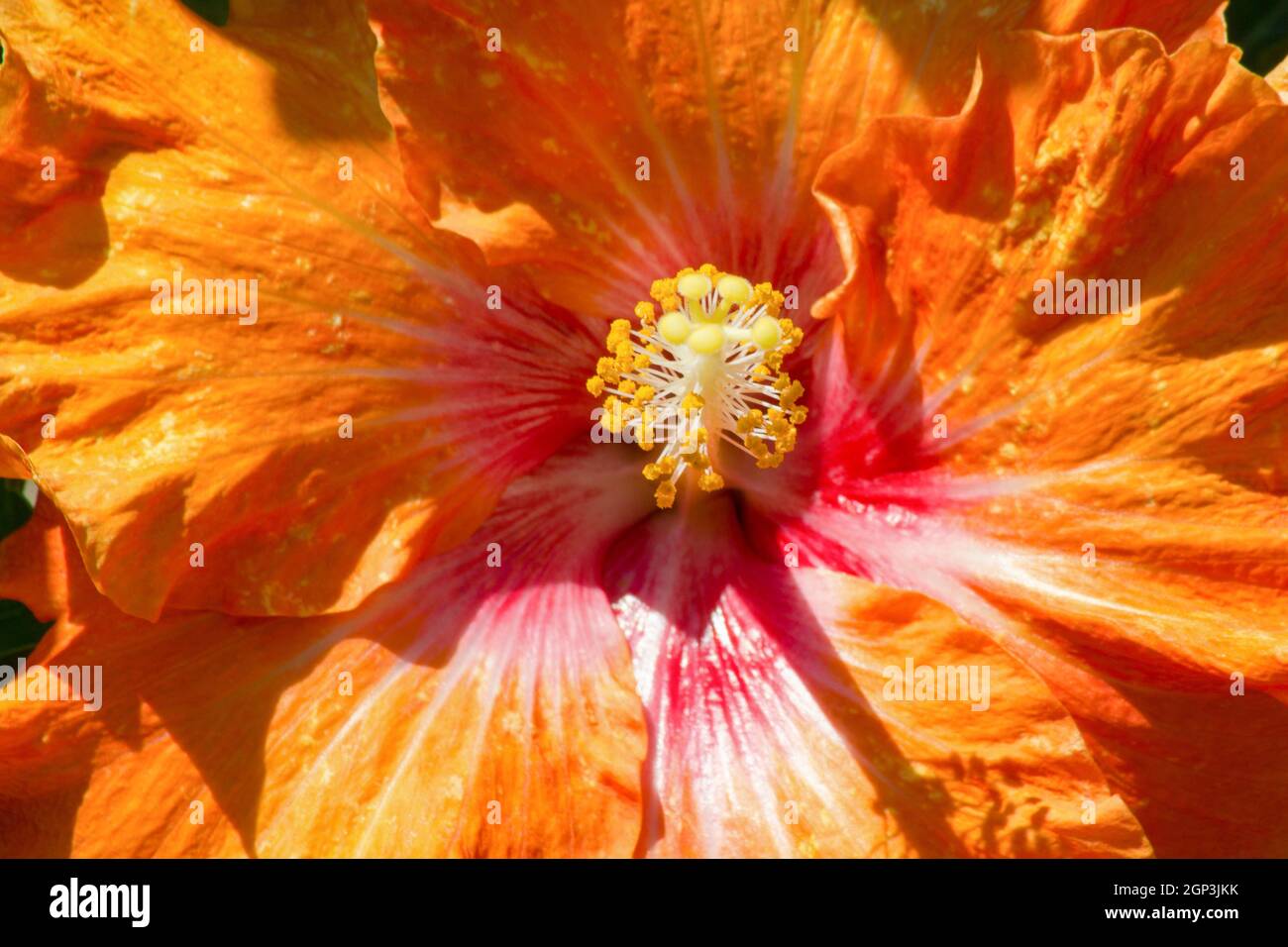 Hibiscus (Hibiscus) - also marshmallow in German - is a genus of plants in the subfamily Malvoideae within the Malvaceae family. Stock Photo
