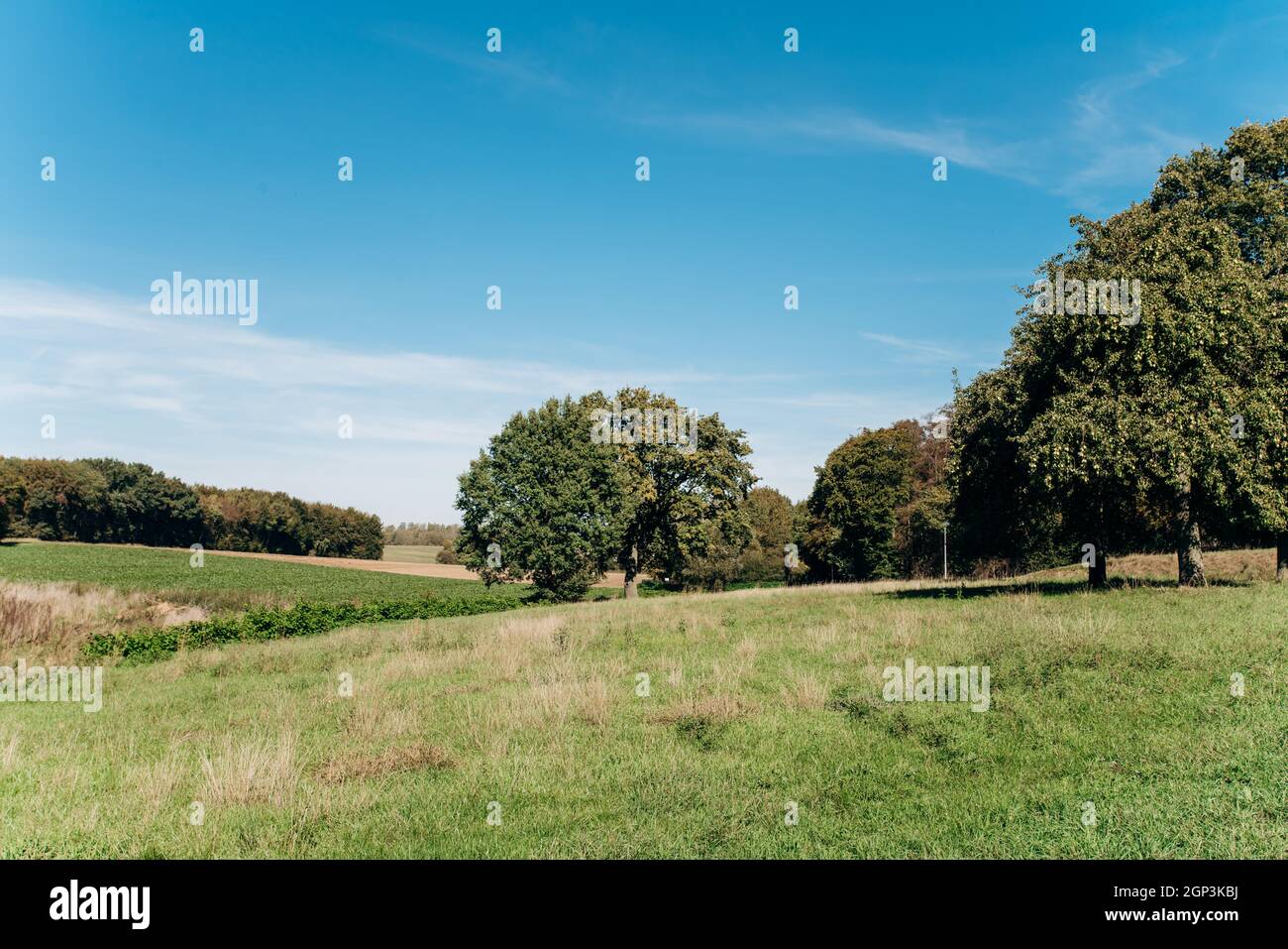 Field, tree and blue sky. Trees in a green field and a beautiful sky ...