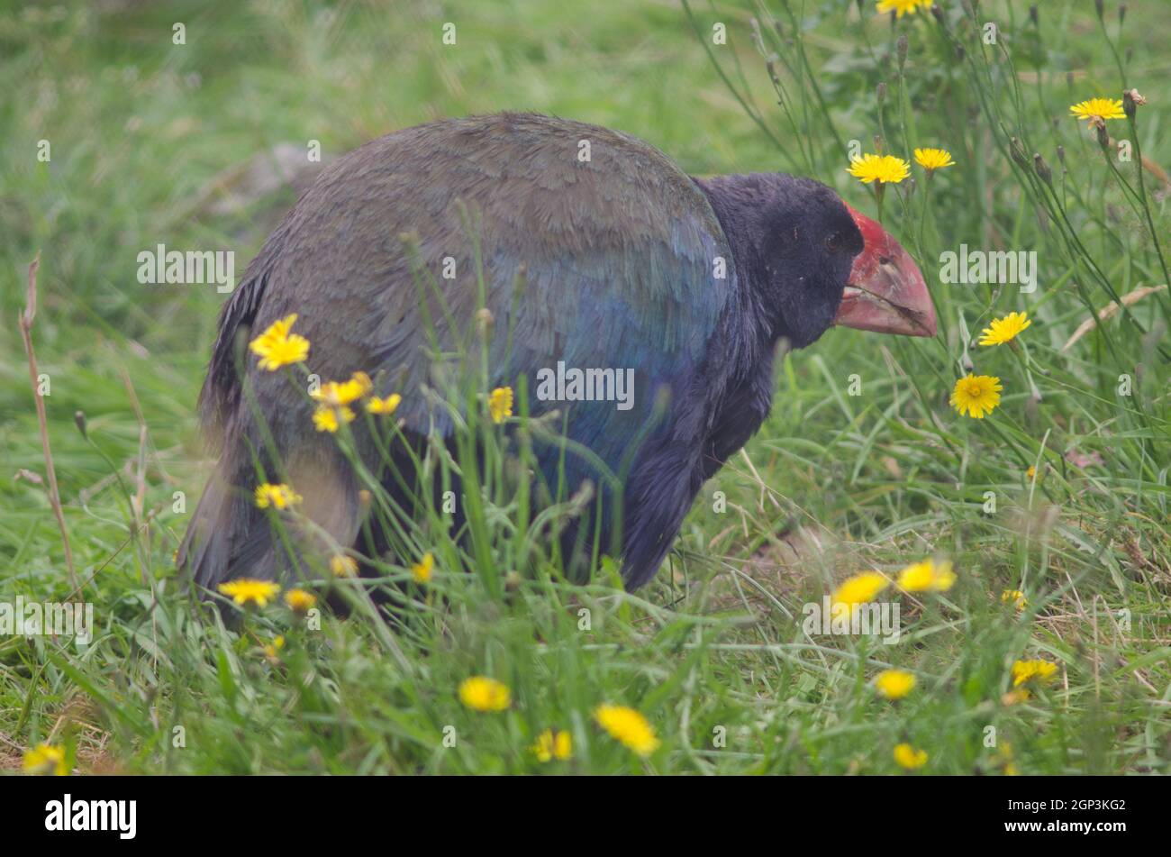 Takahe Porphyrio hochstetteri. Controlled conditions. Te Anau Bird Sanctuary. Te Anau. Southland. South Island. New Zealand. Stock Photo