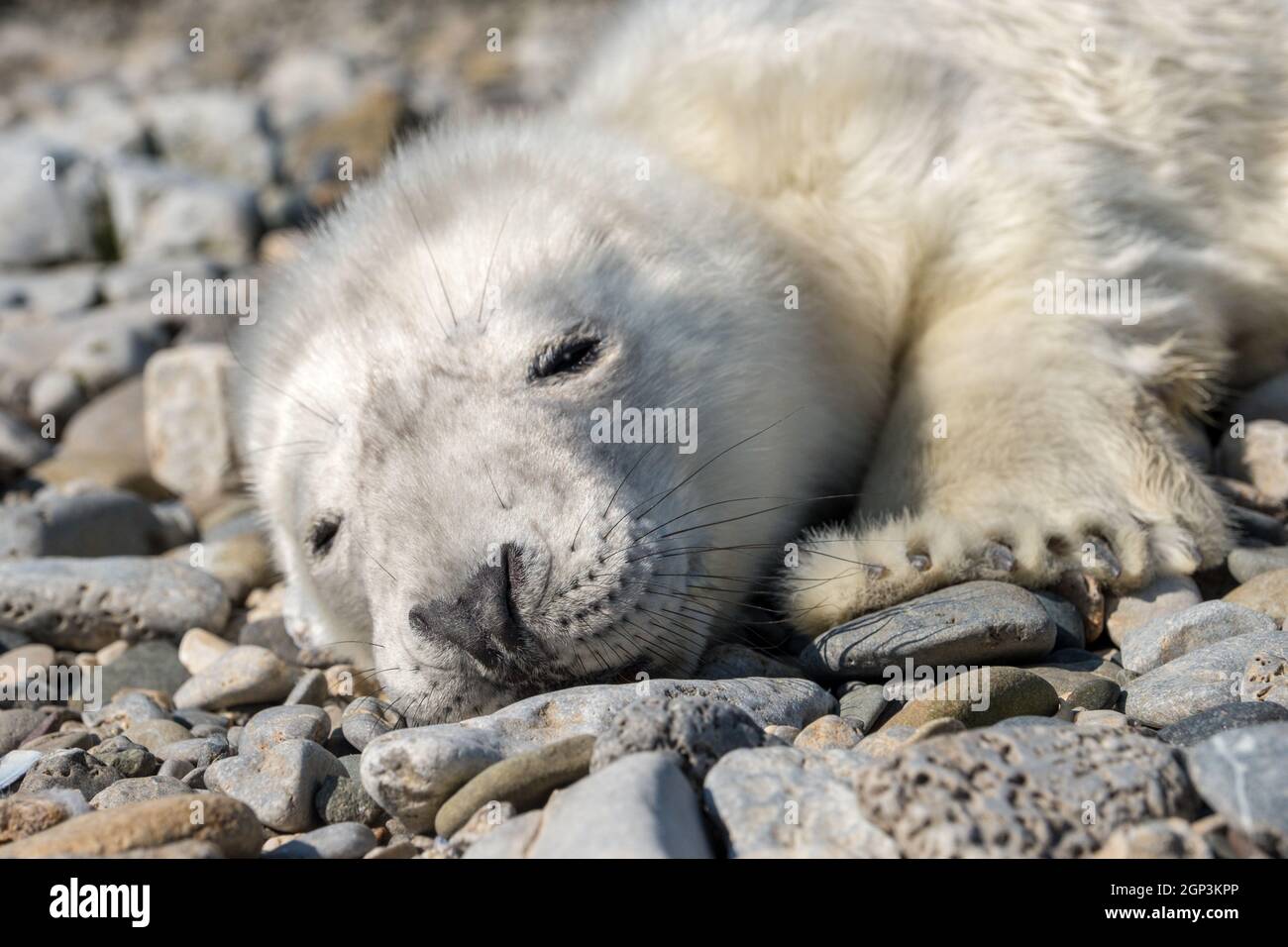 White Atlantic Grey Seal pup on a Welsh beach Stock Photo