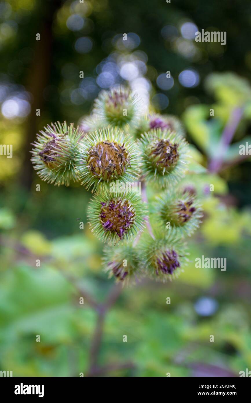 Flowering Great Burdock. Arctium lappa Stock Photo