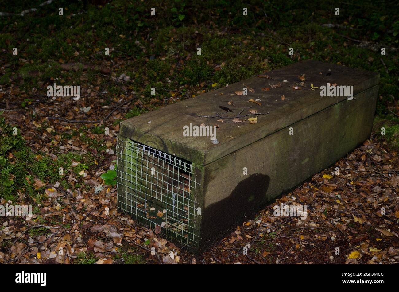 Trap for catching rats and other introduced animals. Fiordland National