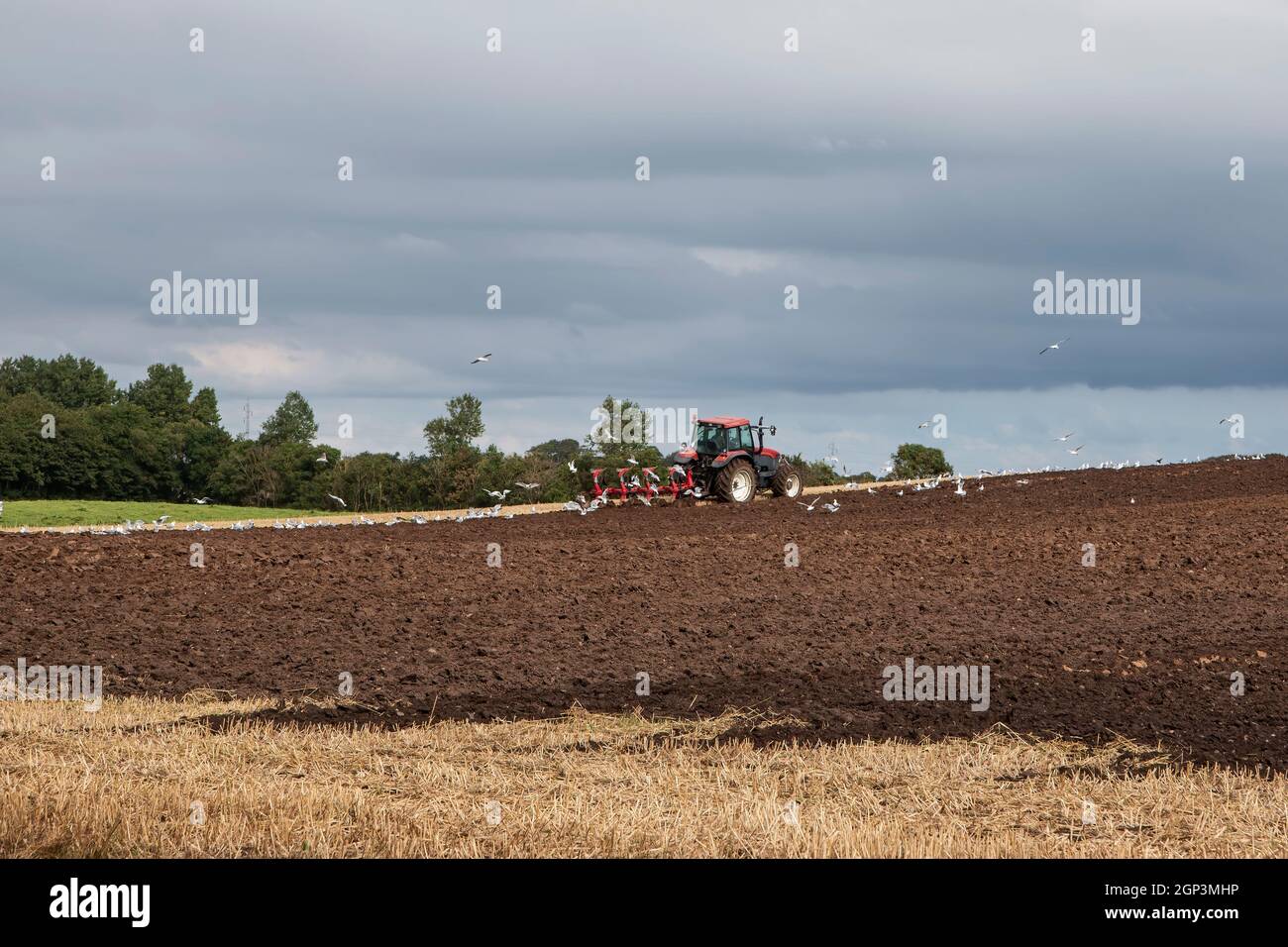 Tractor plowing a field followed by seagulls Stock Photo