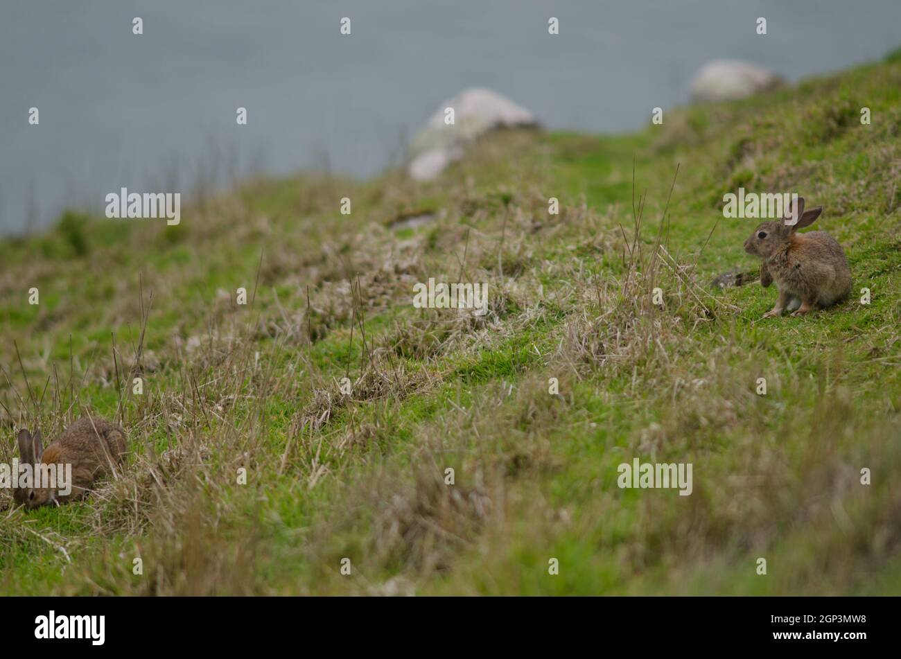 European rabbits Oryctolagus cuniculus. Taiaroa Head Wildlife Reserve ...