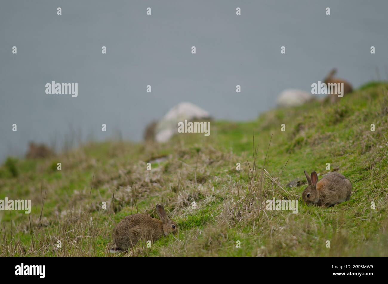 European rabbits Oryctolagus cuniculus grazing. Taiaroa Head Wildlife ...