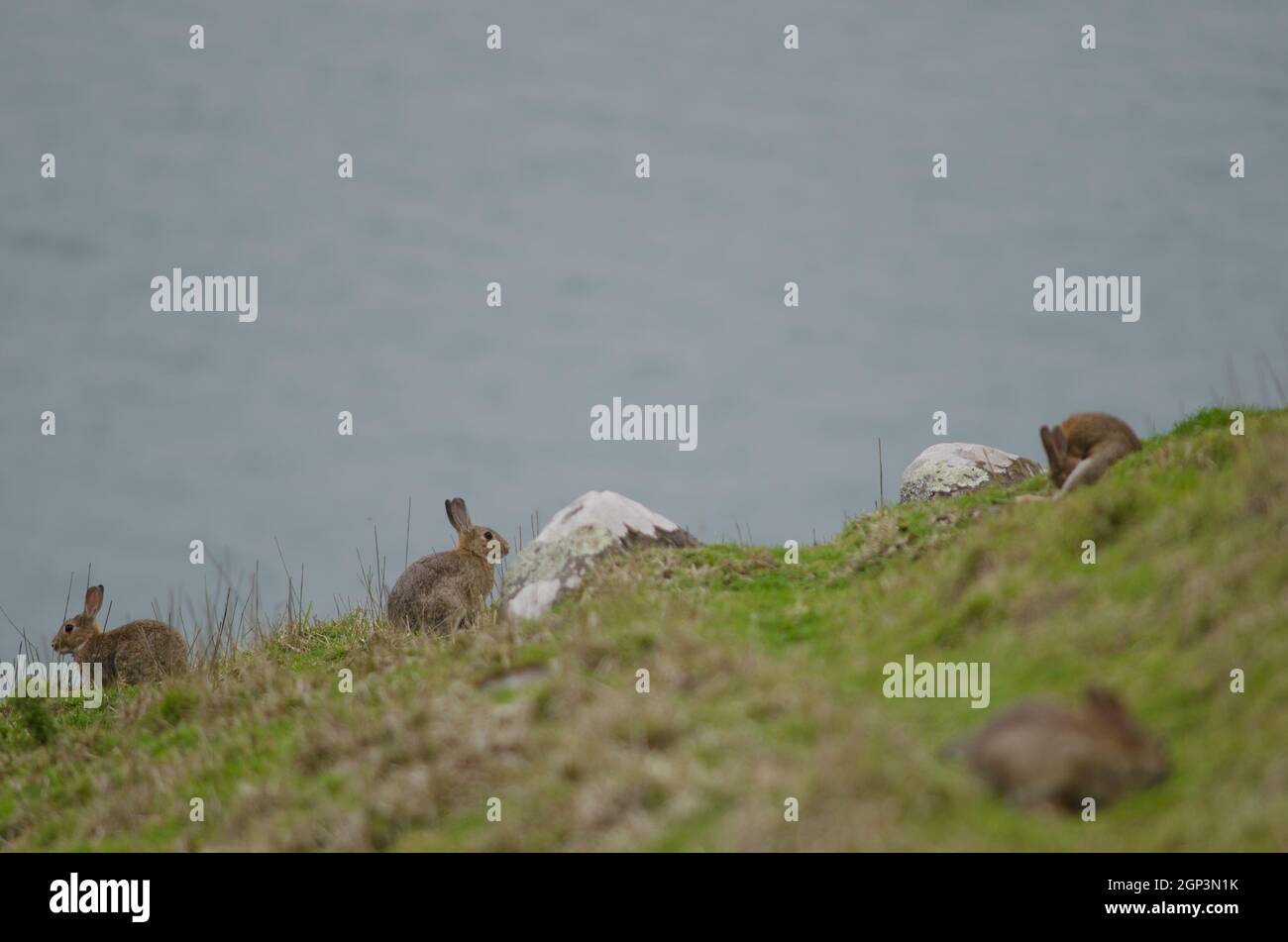 European rabbits Oryctolagus cuniculus. Taiaroa Head Wildlife Reserve ...