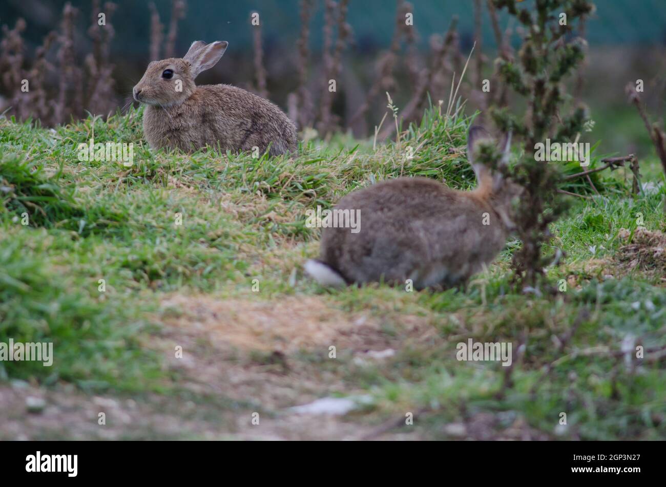 European rabbits Oryctolagus cuniculus. Pilots Beach. Taiaroa Head ...