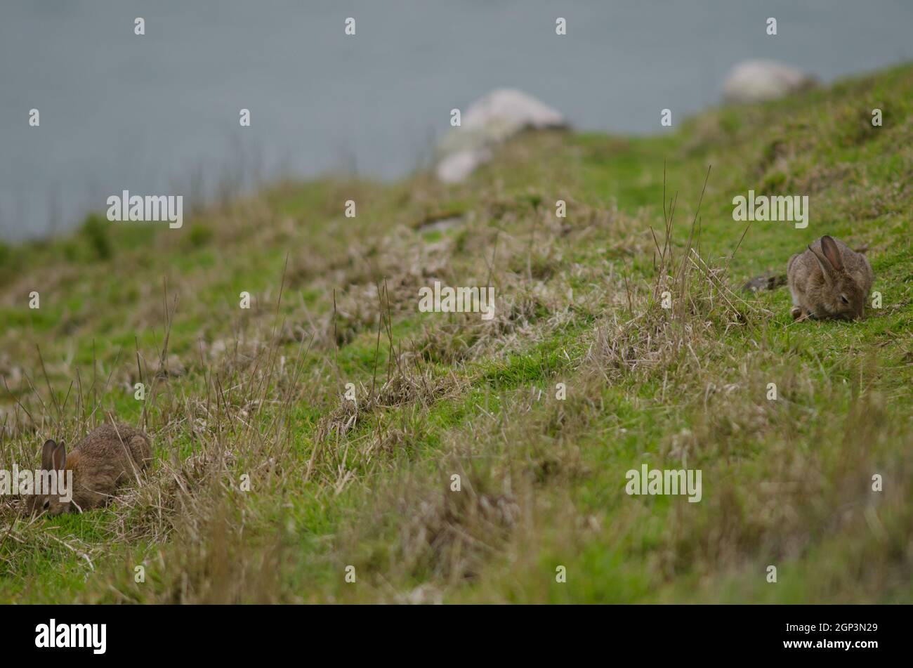 Rabbit introduced into new zealand hi-res stock photography and images ...