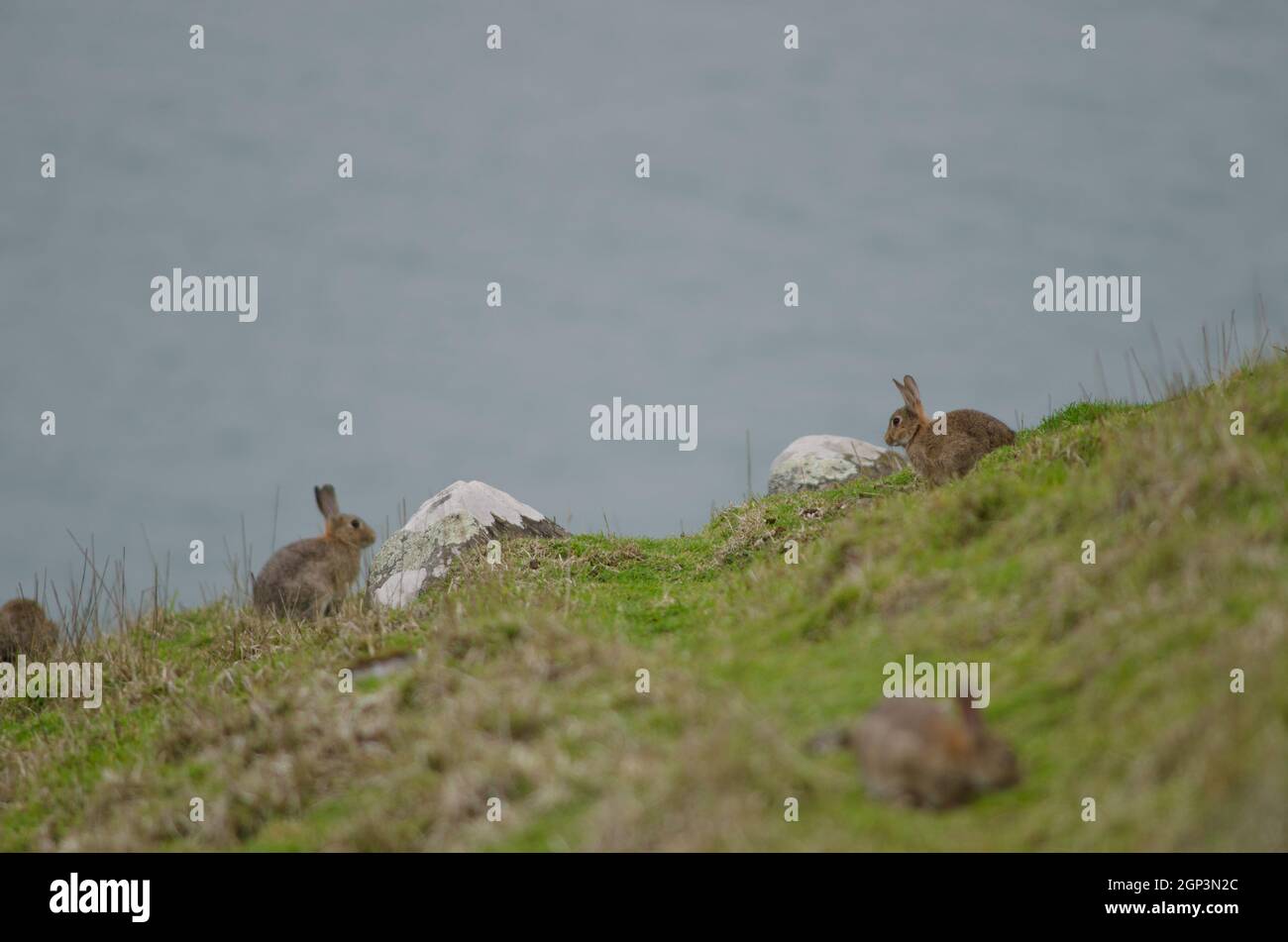 European rabbits Oryctolagus cuniculus. Taiaroa Head Wildlife Reserve ...