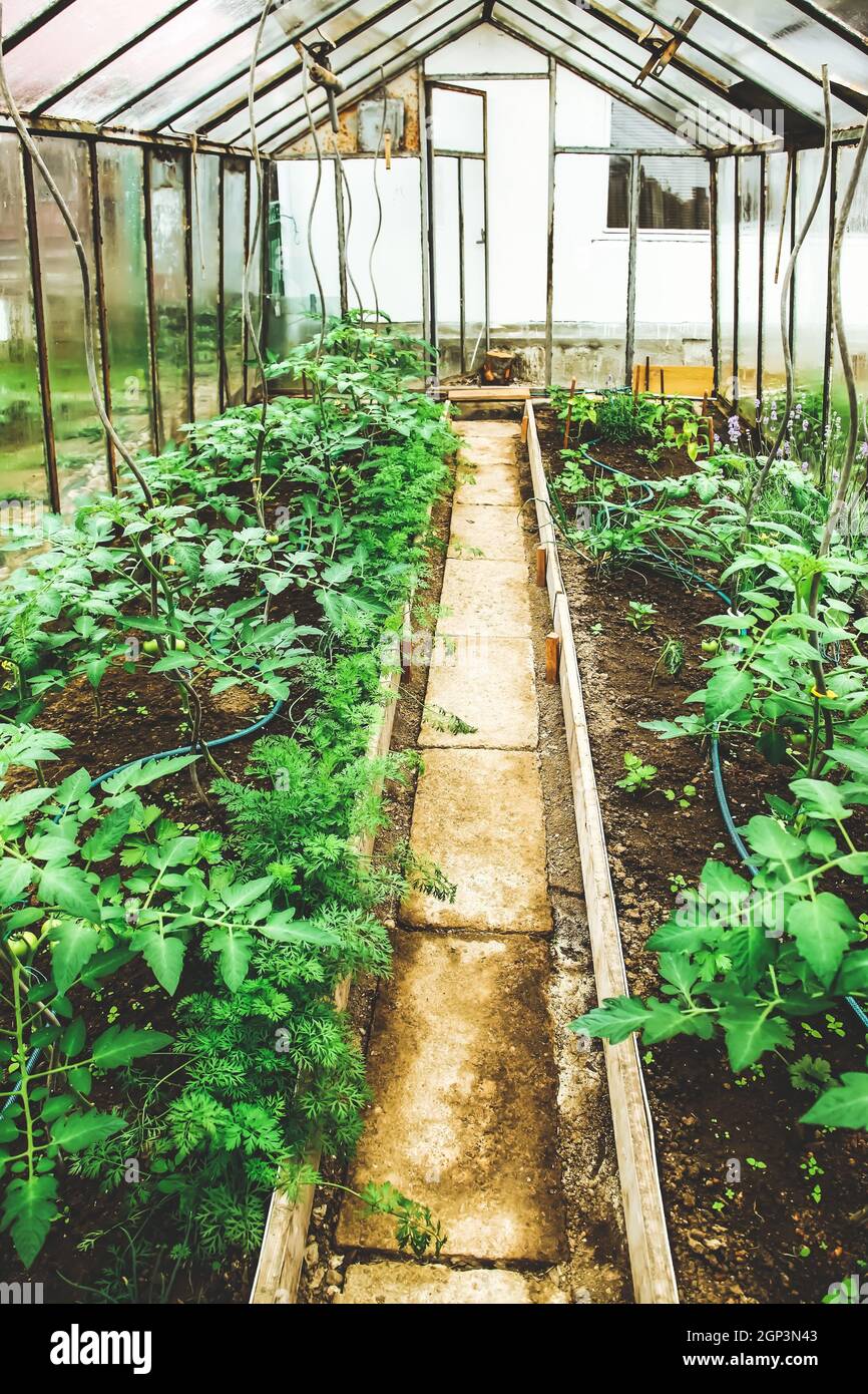 Small glass greenhouse with tomato plants and watering system. Domestic  hothouse for supporting plants Stock Photo - Alamy