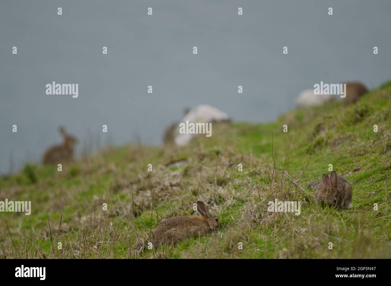 Rabbit introduced into new zealand hi-res stock photography and images ...