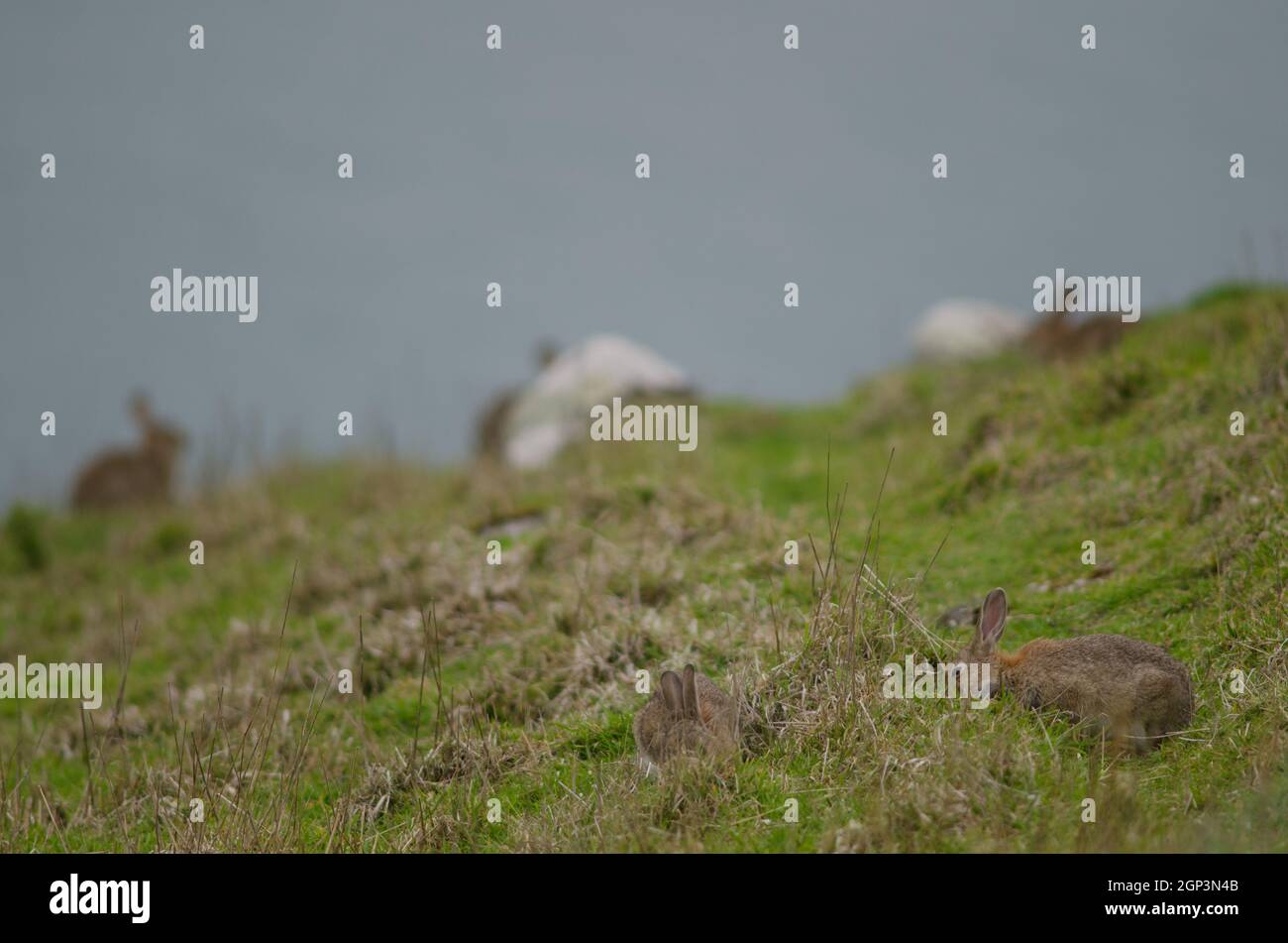 Rabbit introduced into new zealand hi-res stock photography and images ...