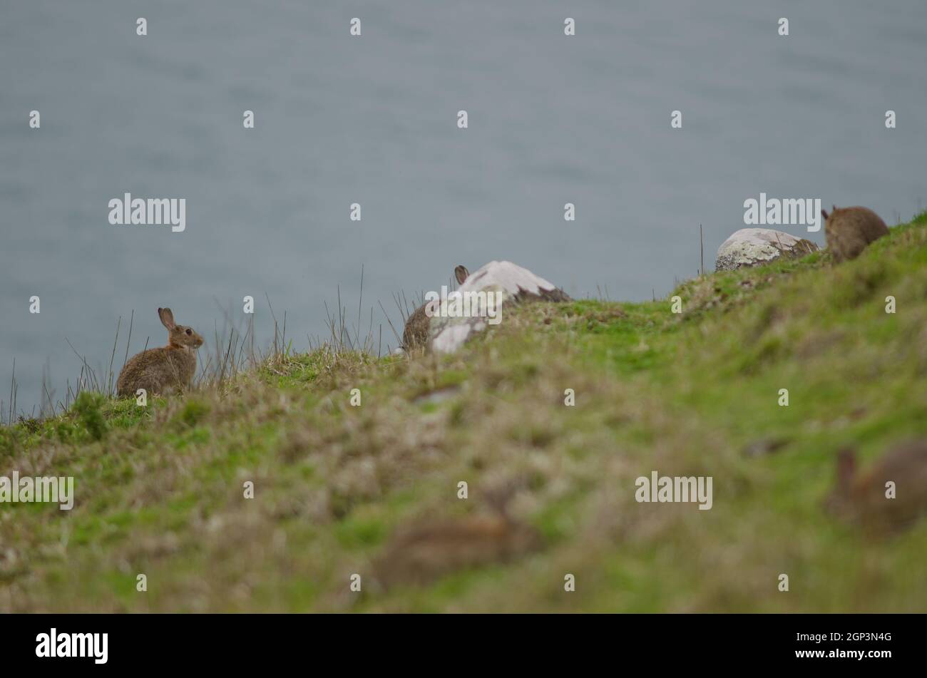 European rabbits Oryctolagus cuniculus. Taiaroa Head Wildlife Reserve ...