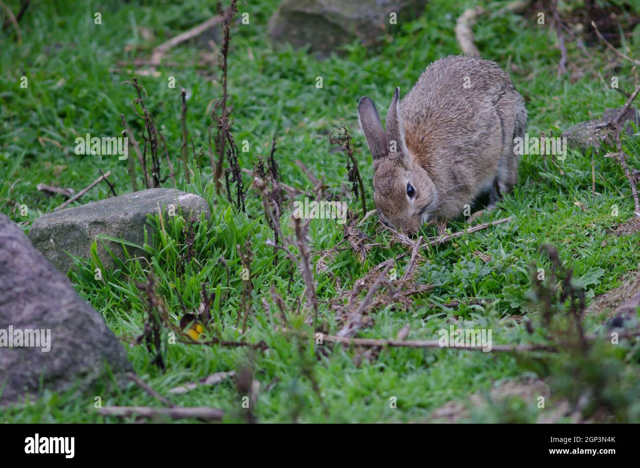 European rabbit Oryctolagus cuniculus grazing. Pilots Beach. Taiaroa ...