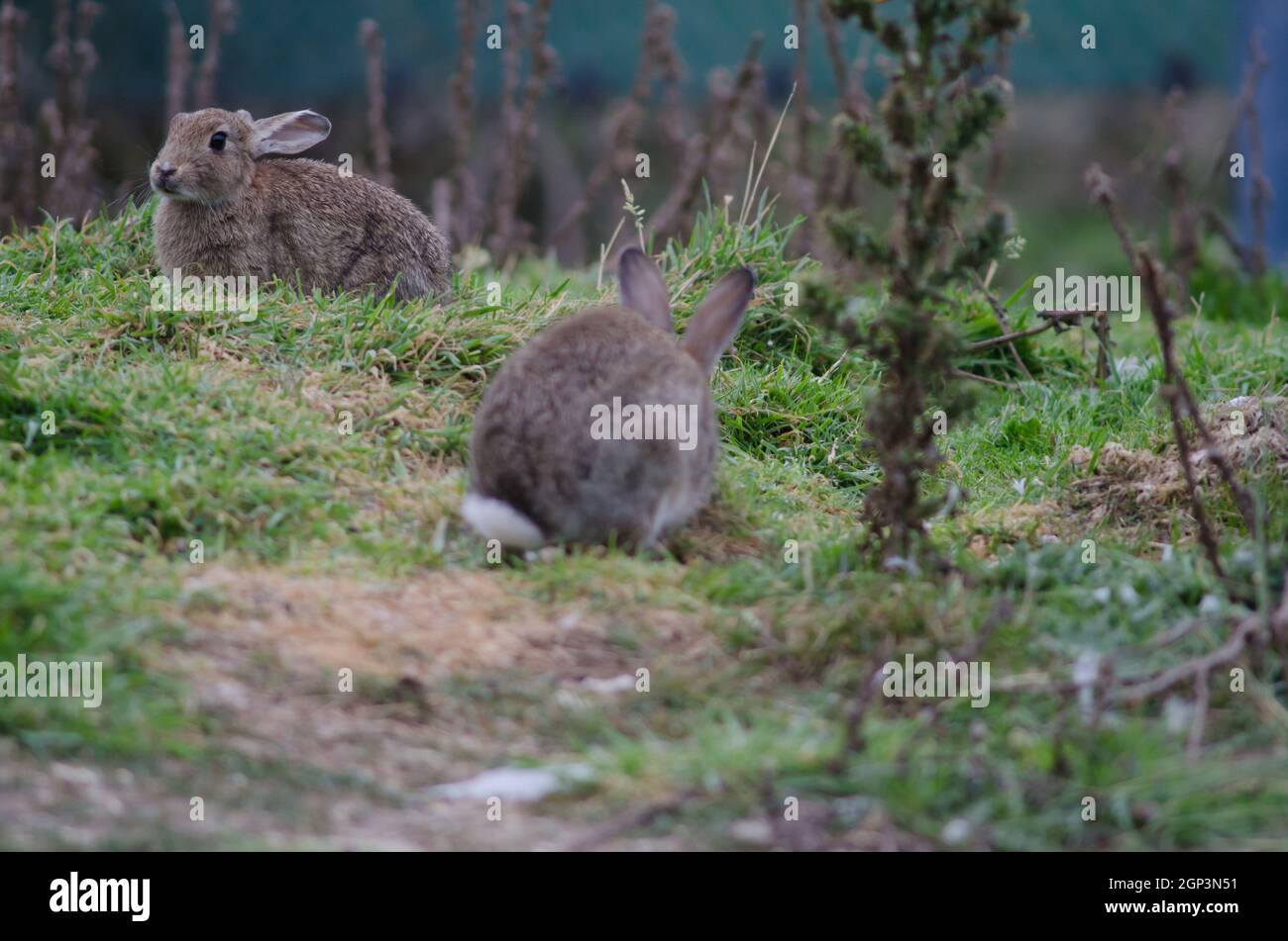 European rabbits Oryctolagus cuniculus. Pilots Beach. Taiaroa Head ...