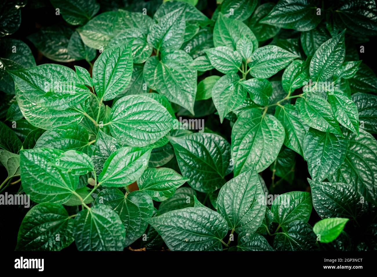 tropical green leaf. tropical rainforest Stock Photo - Alamy
