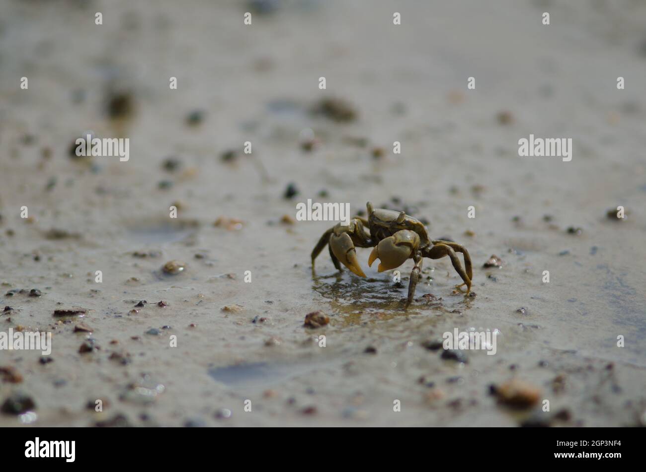 Tunnelling mud crab Austrohelice crassa feeding. Hoopers Inlet. Otago