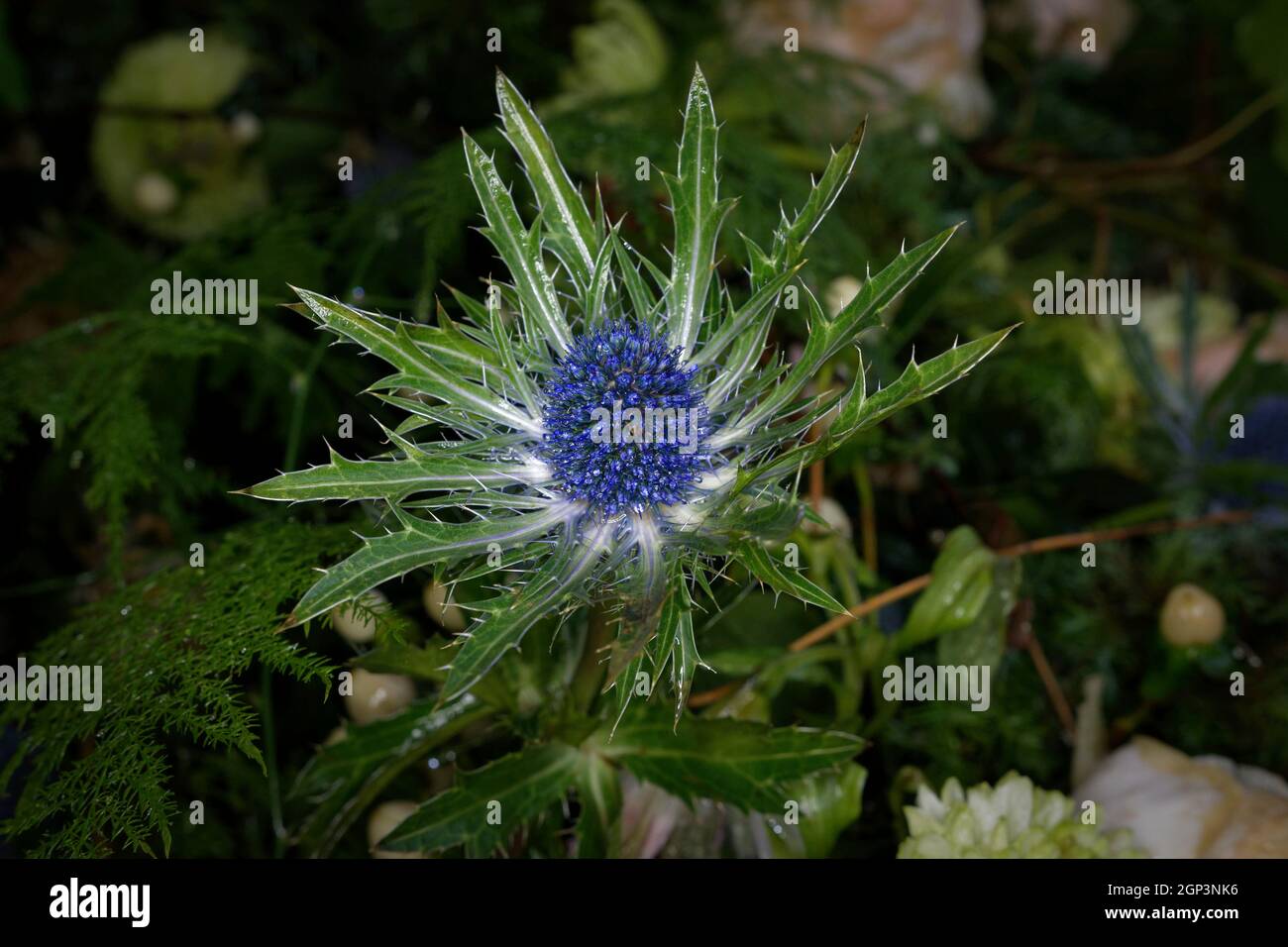 Eryngium planum leaves hires stock photography and images Alamy