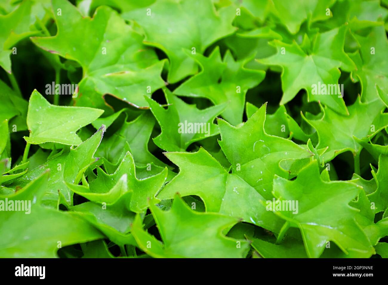 a backgroud of bright green german ivy leaves. Stock Photo