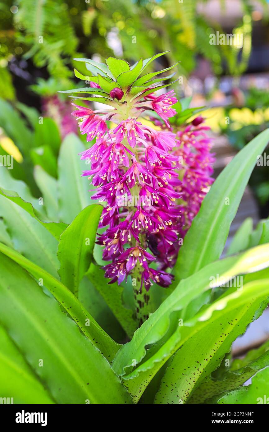A vertical of a pineapple lily in full bloom Stock Photo Alamy
