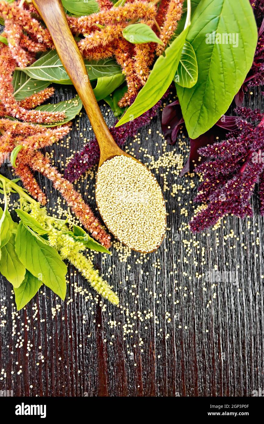 Amaranth groats in a spoon, red, burgundy and green inflorescences with leaves on the background of a wooden board from above Stock Photo