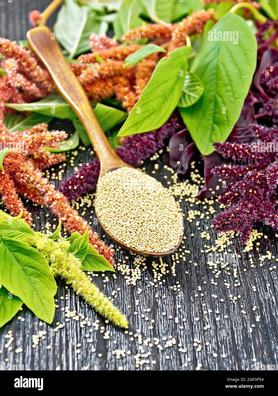 Amaranth groats in a spoon, red, burgundy and green inflorescences with leaves on the background of a dark wooden board Stock Photo