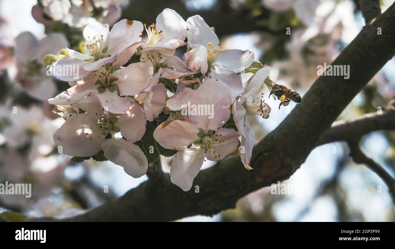 Close up of bee collecting pollen from a white flower Stock Photo