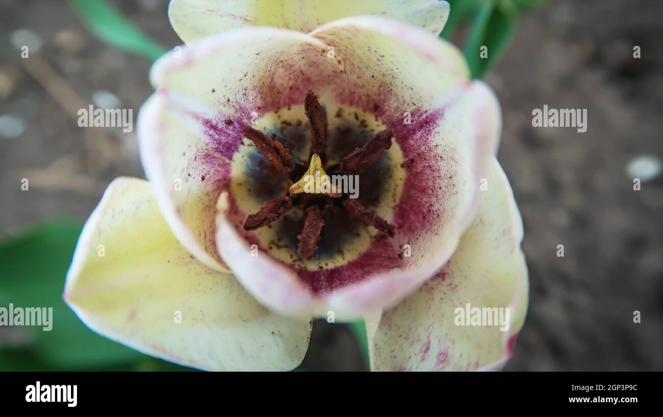 Close up of colourful tulip seeds and flower Stock Photo Alamy