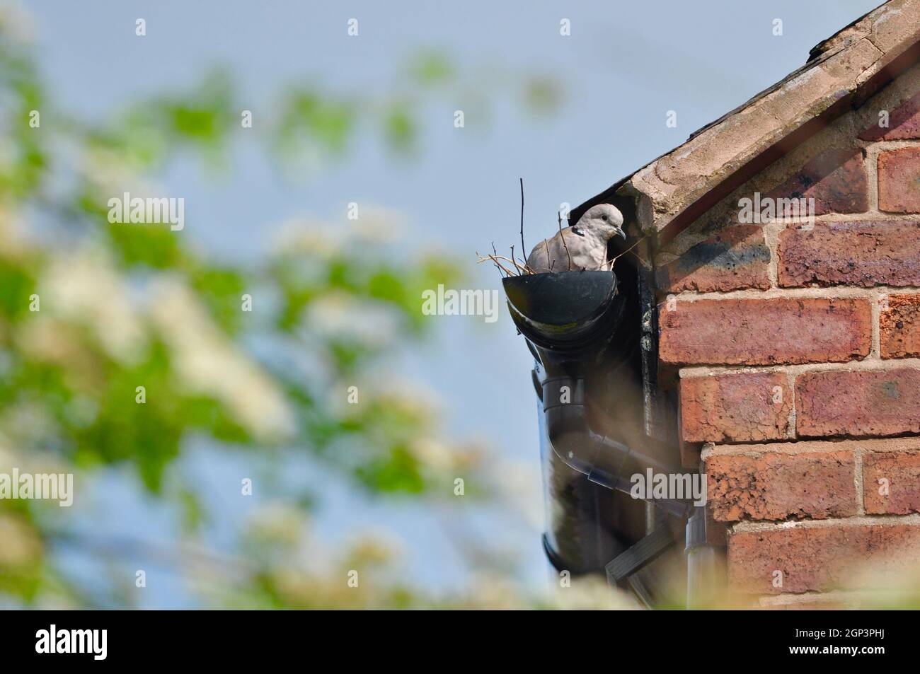 Eurasian collared dove nesting in the gutter of house. Collared dove nest. Bird nesting in house guttering. Bird nest in gutter. Streptopelia decaocto Stock Photo