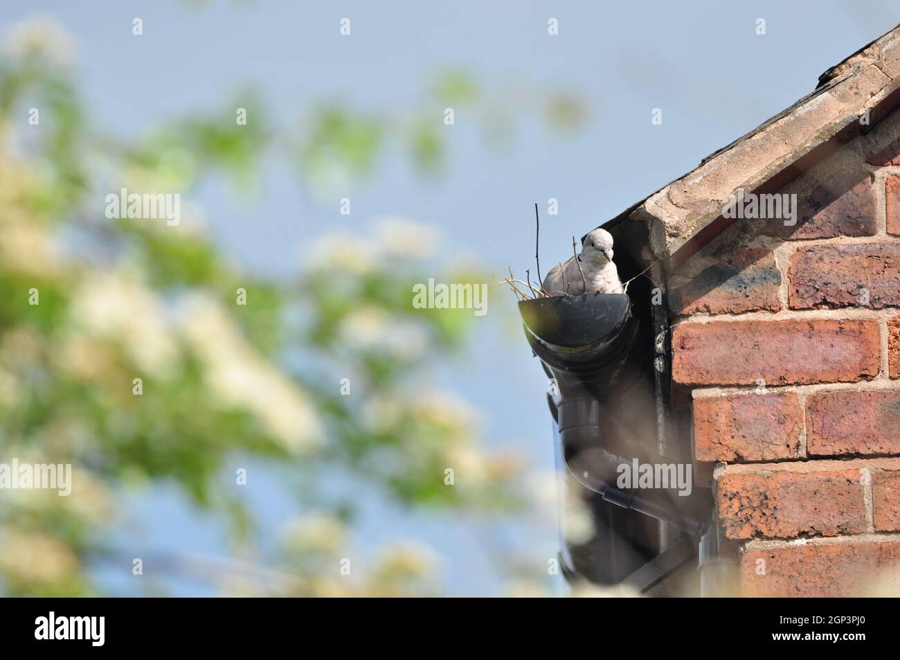 Bird nest in guttering hires stock photography and images Alamy