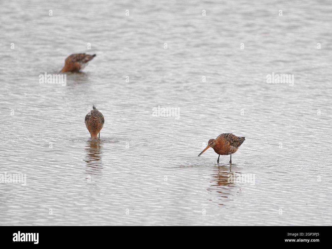 A group of Black-Tailed Godwits (Limosa limosa) feeding in shallow ...